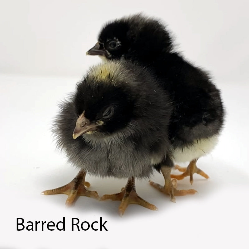 Barred Rock, Buff Orpington, and Rhode Island White Chicks Coming 07/18/2025