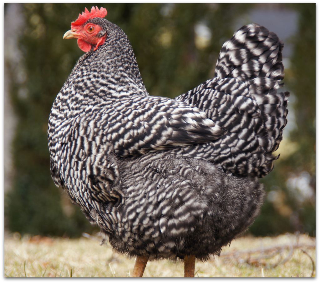 Barred Rock, Buff Orpington, and Rhode Island White Chicks Coming 07/18/2025