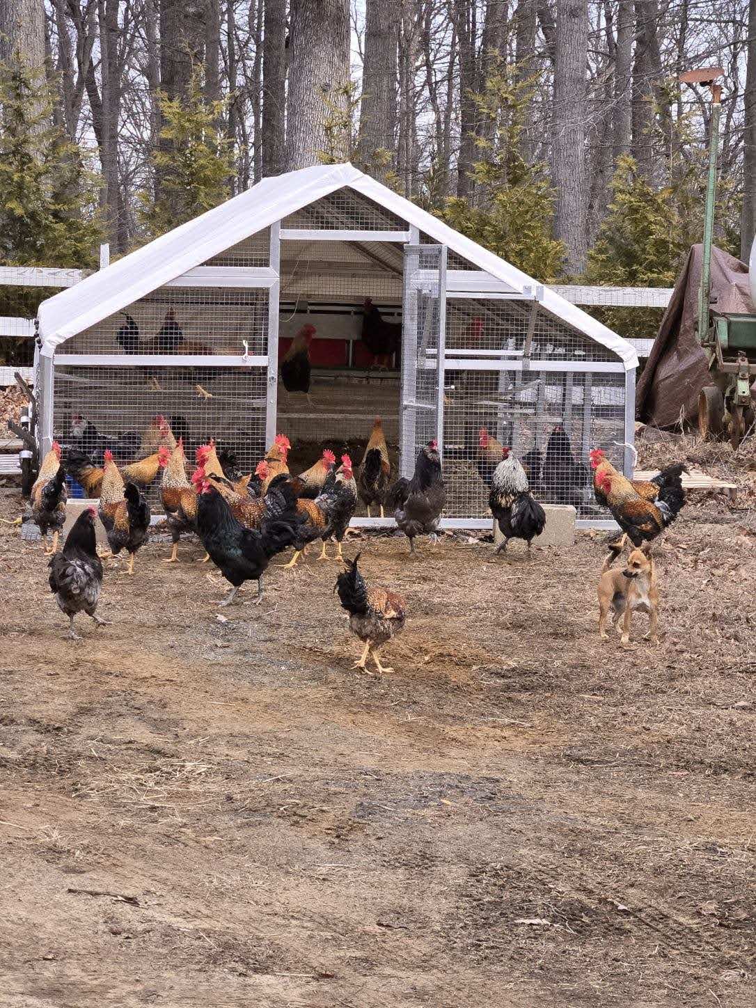 All Roosters