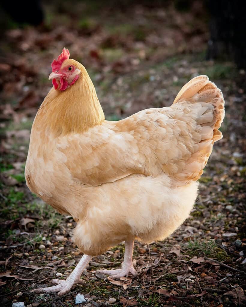 Barred Rock, Buff Orpington, and Rhode Island White Chicks Coming 07/18/2025